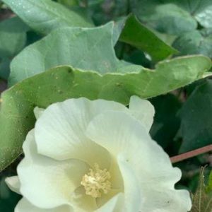 Meet your Posher, Wanda